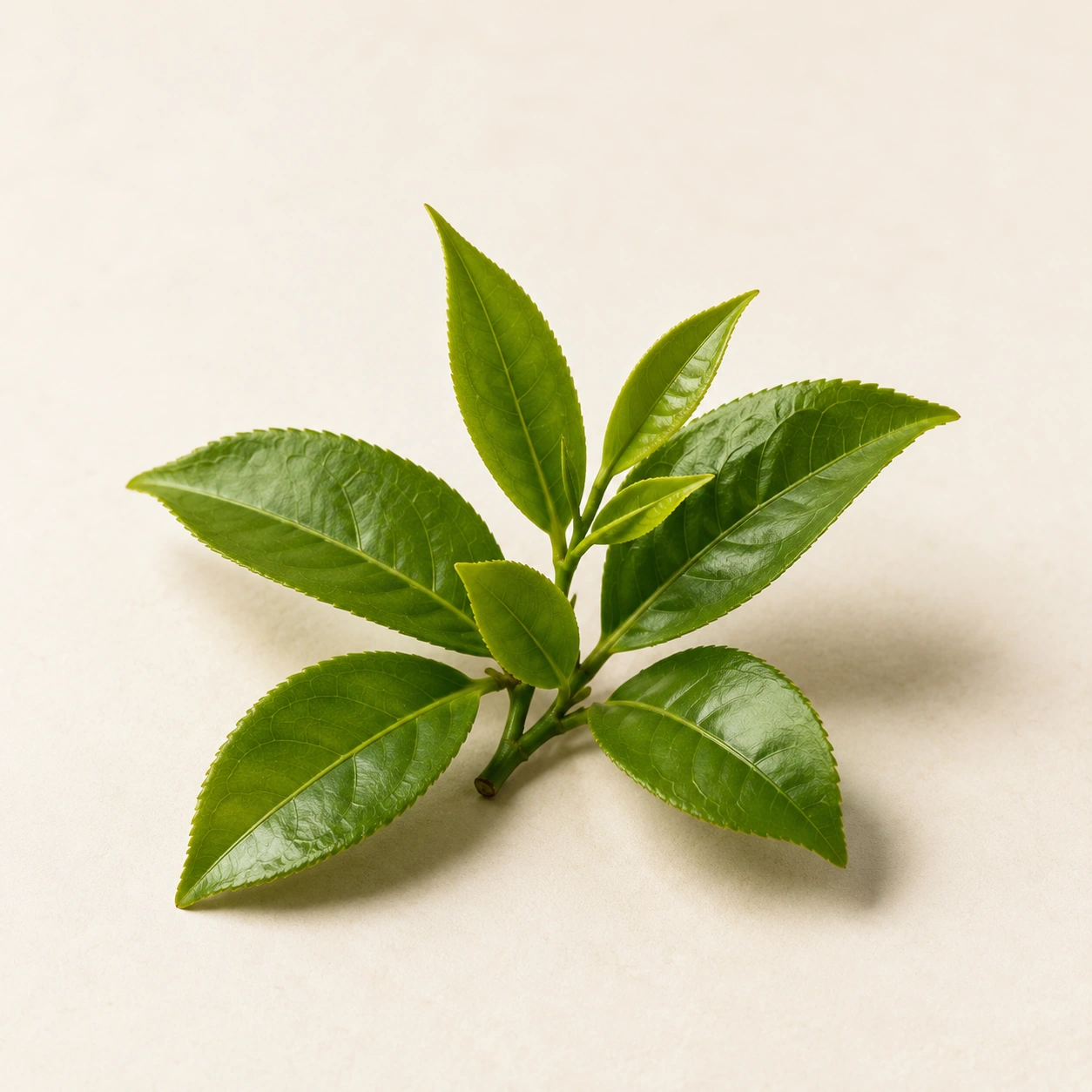 Green Tea Extract (EGCG)